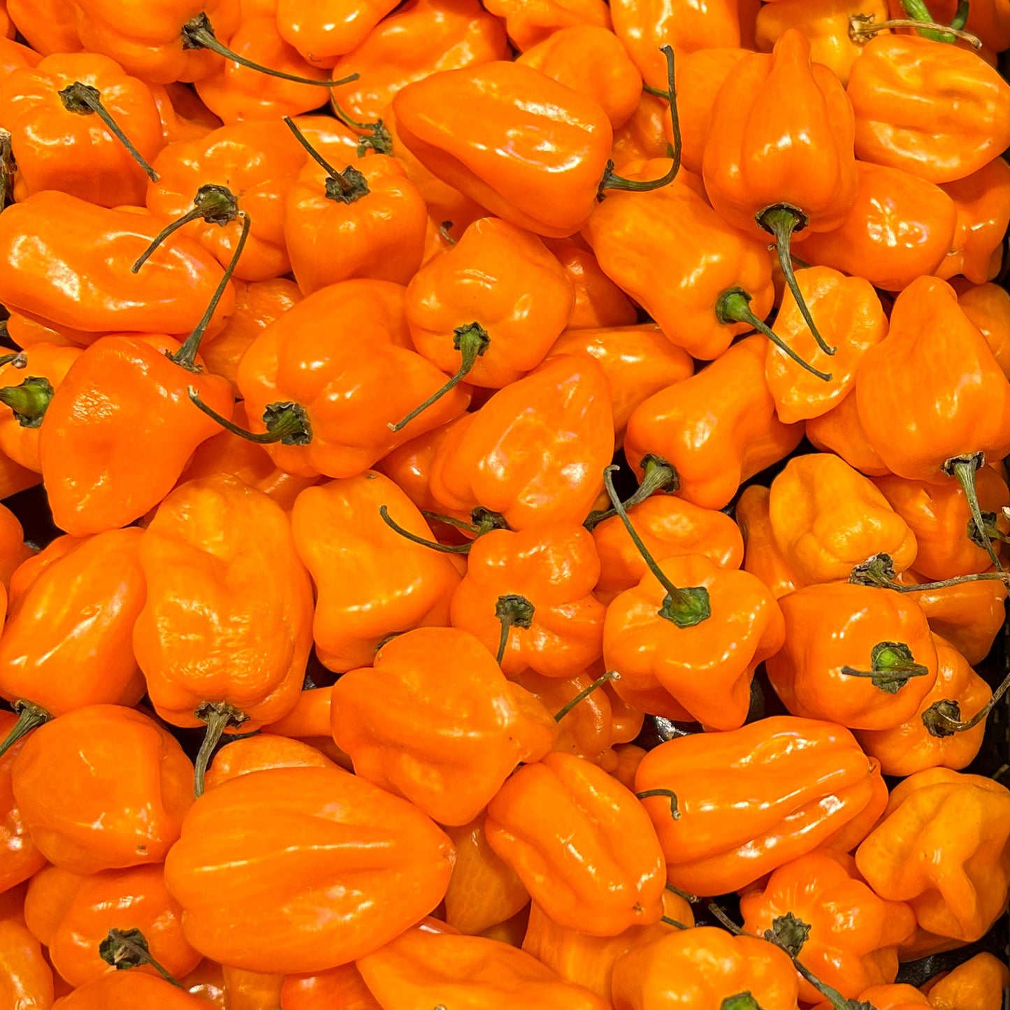 Habanero Recipes